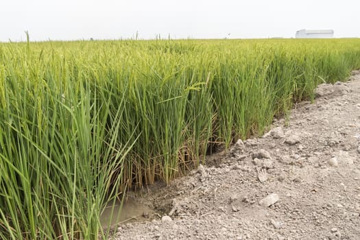  Unripe rice plantation