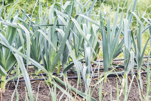 Leeks in the garden, closeup