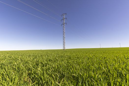Electric tower in green field, wheat crop