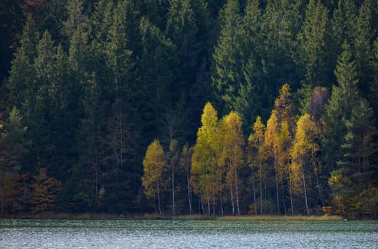 Autumn  with the yellow foliage, reflected in Lake Saint Ann