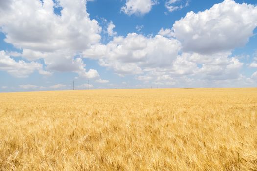 Harvest of ripe wheat