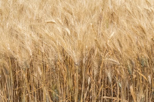 Harvest of ripe wheat