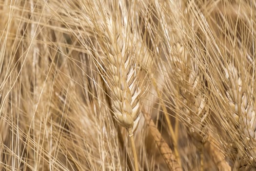 Harvest of ripe wheat