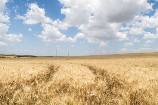 Harvest of ripe wheat