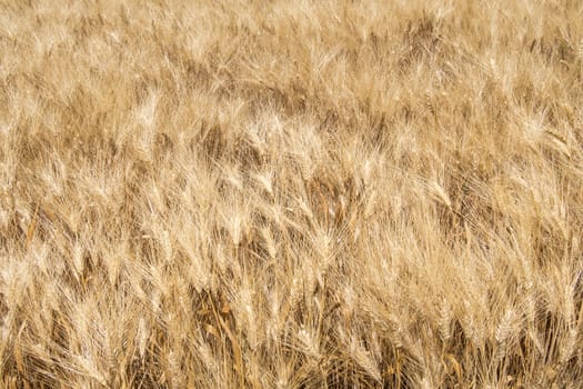 Harvest of ripe wheat