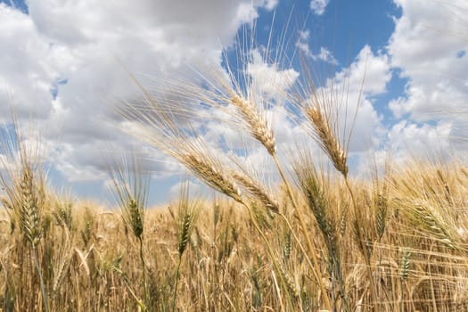 Harvest of ripe wheat