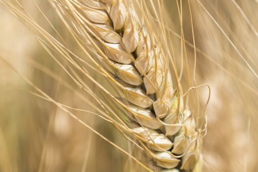 Harvest of ripe wheat, golden spike