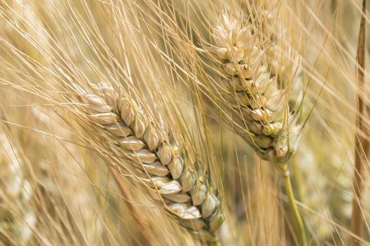 Harvest of ripe wheat, golden spike