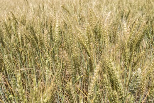 Harvest of ripe wheat