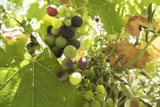 Grapes on the vine