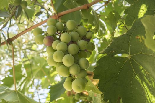 Grapes on the vine