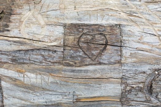 A carved heart in a tree trunk