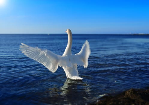 White swan in the blue sea water spread its wings