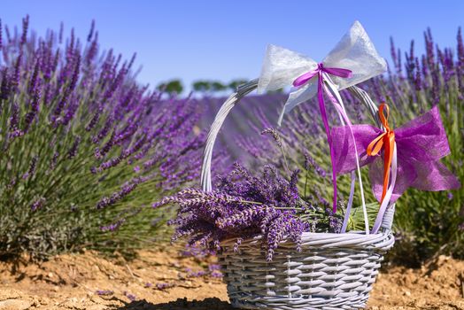 lavender field in south of France with decorative basket