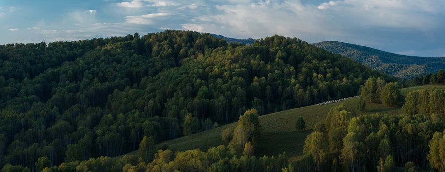 Herd of sheep in the forest and mountains, morning, Siberia, Russia