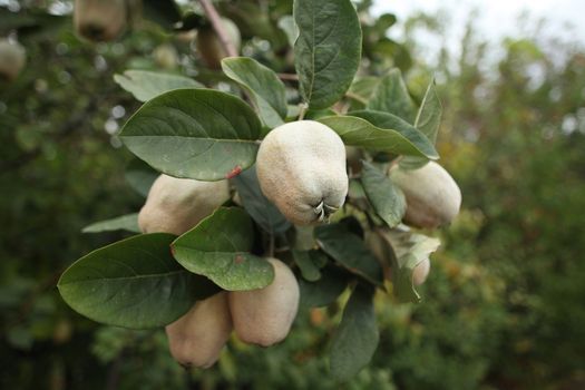 quince fruit hanging branches tree, tart scented sour