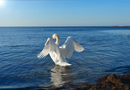 White swan in the blue sea water spread its wings