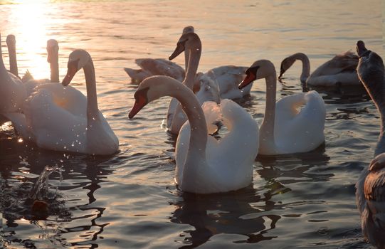 Beautiful white swans swim in the sea against a bright sunset.