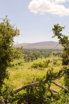 View of the Tsavo East savannah in Kenya with the mountains in the background