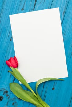 one red tulip and sheet of paper for your greetings on the background of blue wooden board