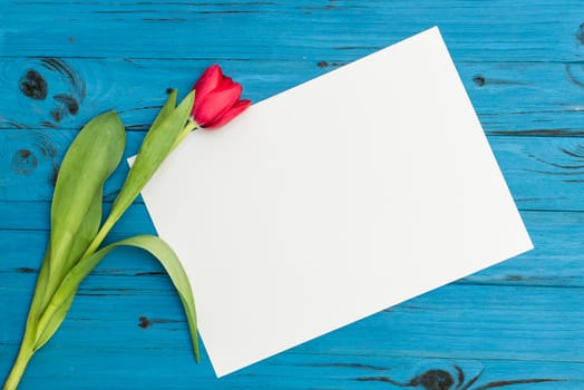 one red tulip and sheet of paper for your greetings on the background of blue wooden board