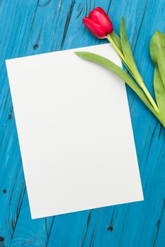 one red tulip and sheet of paper for your greetings on the background of blue wooden board
