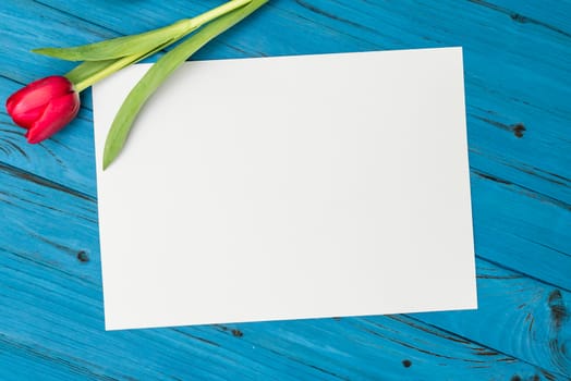 one red tulip and sheet of paper for your greetings on the background of blue wooden board