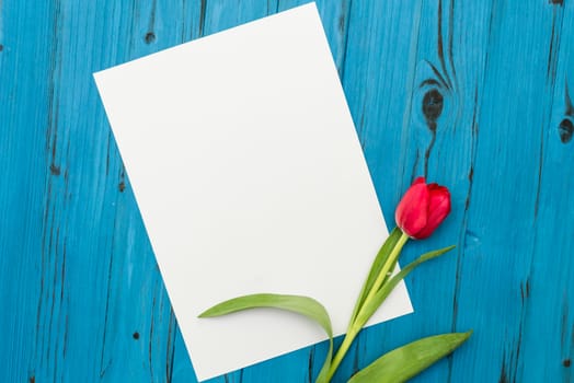 one red tulip and sheet of paper for your greetings on the background of blue wooden board