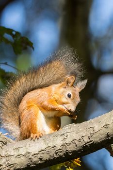 the photograph shows a squirrel on a tree