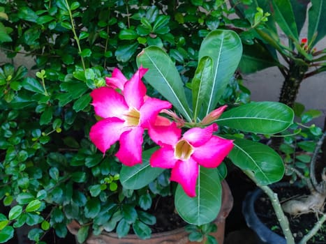 Nature view of pink flowers blooming in garden under sunlight