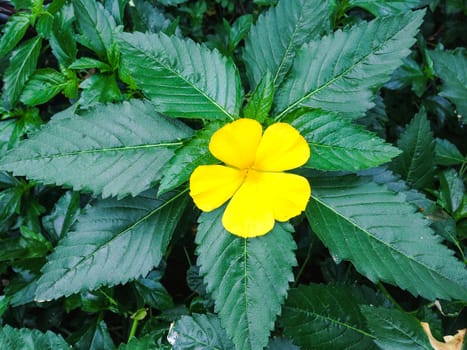 Nature view of yellow flowers blooming in garden under sunlight