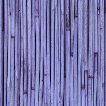 Purple Texture of reeds or bamboo for background