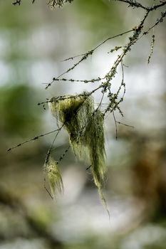 Green bunch of moss on a branch in a Winter forest