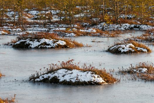 Orange swamp grass out of water in a winter time in Belarus