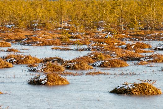 Orange swamp grass out of water in a winter time in Belarus