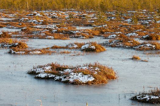 Orange swamp grass out of water in a winter time in Belarus