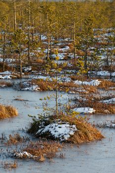 Small pine trees and orange swamp grass out of water in a winter time in Belarus