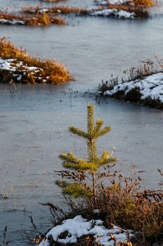 Small pine trees and orange swamp grass out of water in a winter time in Belarus