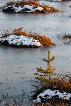 Small pine trees and orange swamp grass out of water in a winter time in Belarus