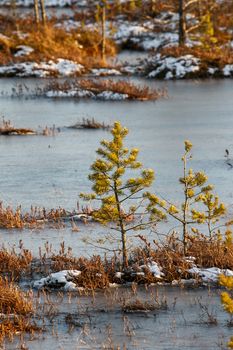 Small pine trees and orange swamp grass out of water in a winter time in Belarus