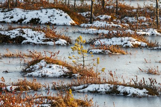 Small pine trees and orange swamp grass out of water in a winter time in Belarus