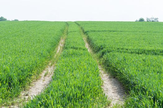  Tractor tracks through a green agricultural field