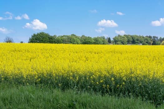 Blooming canola field with beautiful blue sky in the background.
Symbolizing green energy.