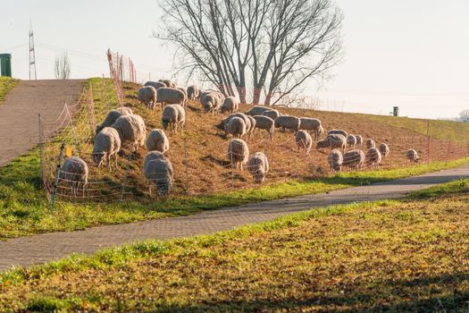 Herd of sheep grazing on a dike with green grass on the banks of the Rhine near Zons, Germany.