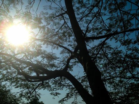 Beautiful trees green birch leaves shining in the sun on blue sky background