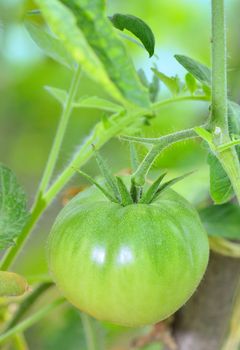 Bio unripe tomato in garden