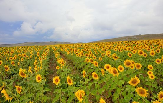 Sunflower in a wheat field and cloudy skies