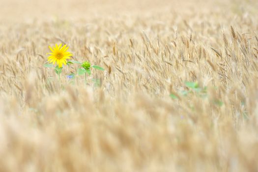Isolated Sunflower in a wheat field