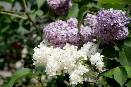 Branches of densely blossoming lilac in city conditions                               