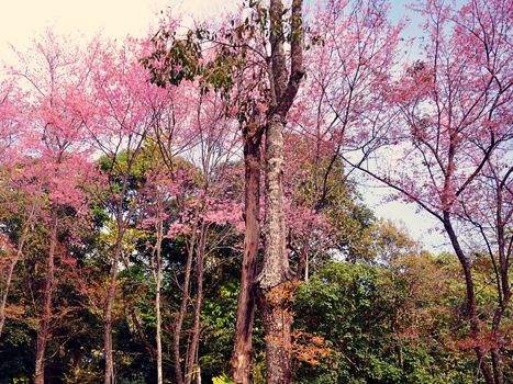 Beautiful Wild Himalayan Cherry blossom in north of Thailand